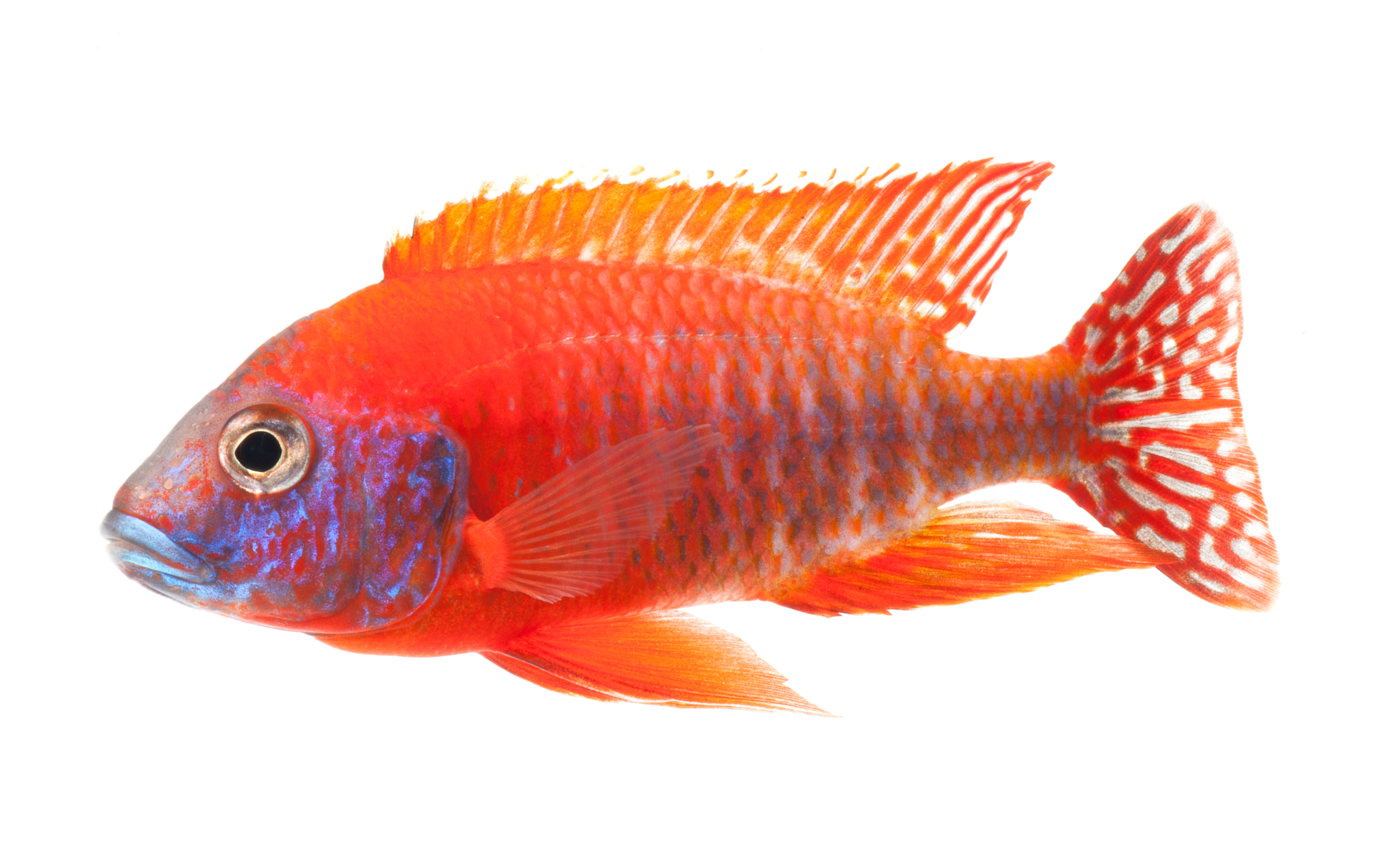 orange cichlid fish